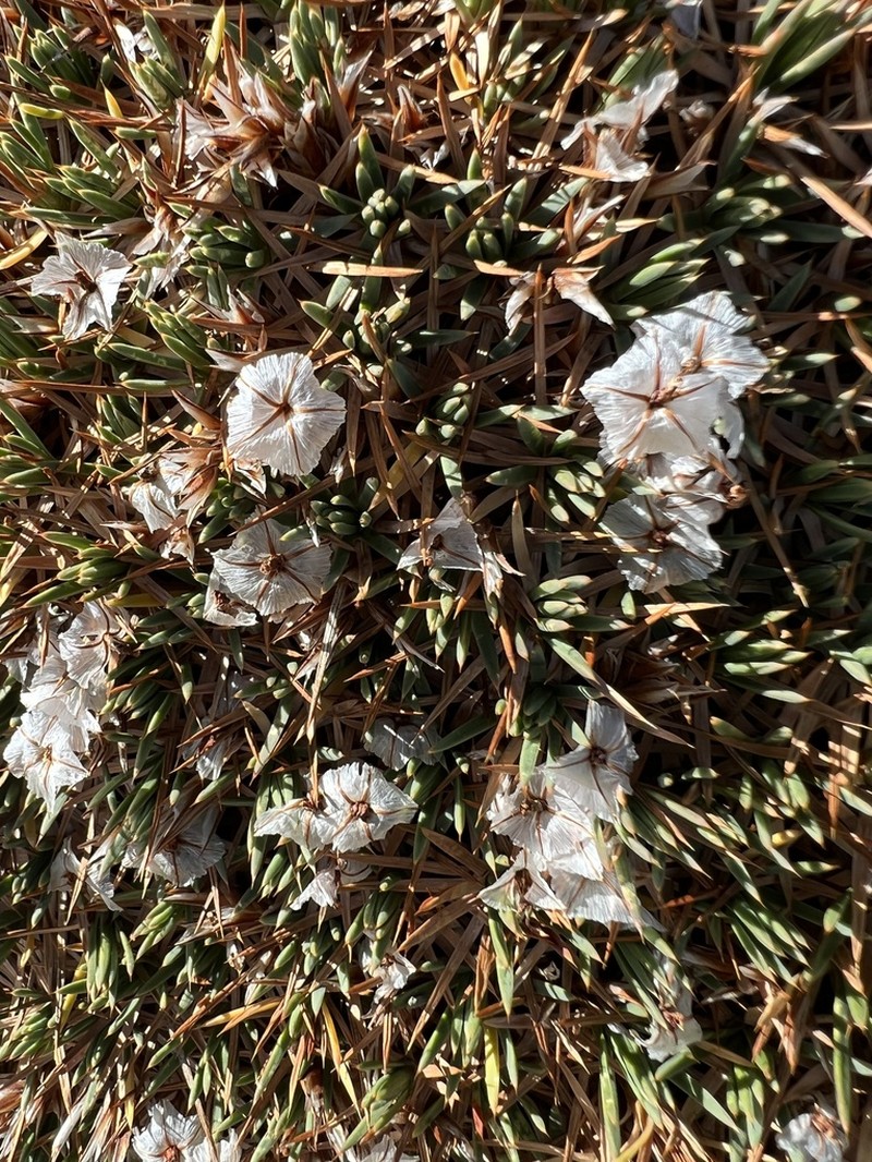 Acantholimon graecum photo 6