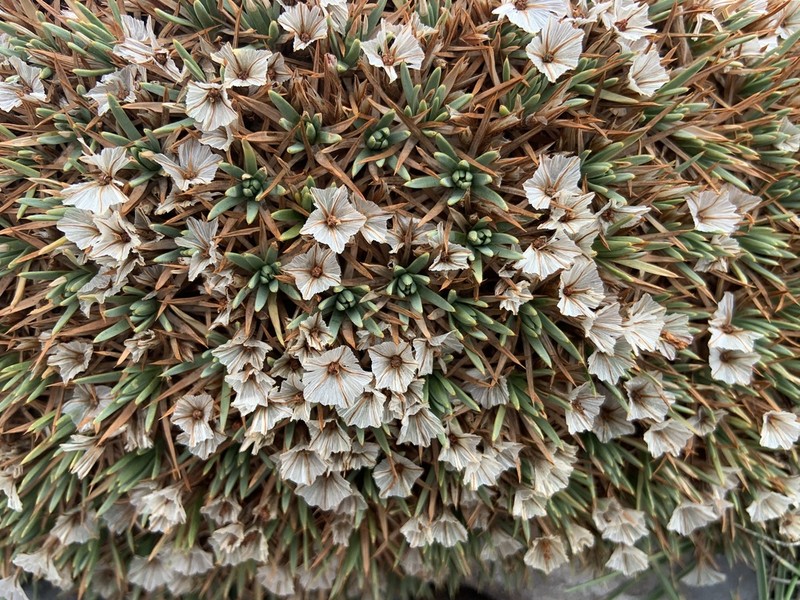 Acantholimon graecum photo 7