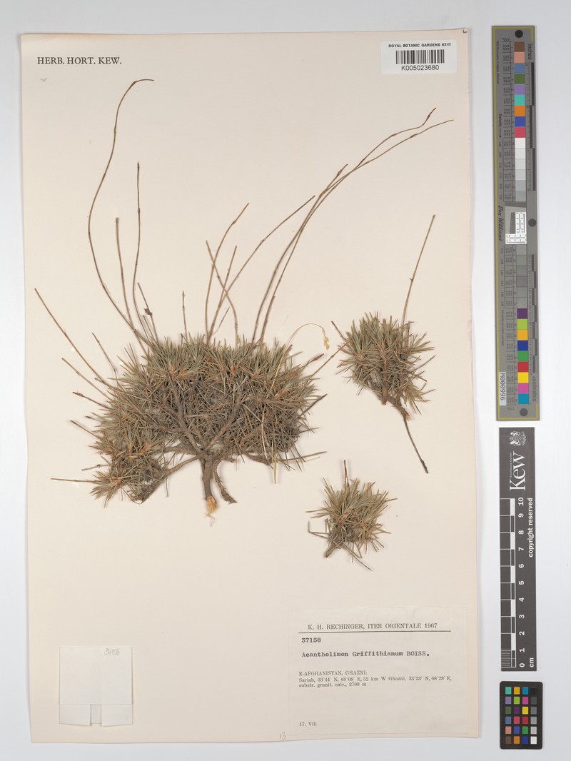 Acantholimon griffithianum