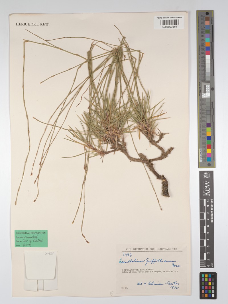 Acantholimon griffithianum photo 2