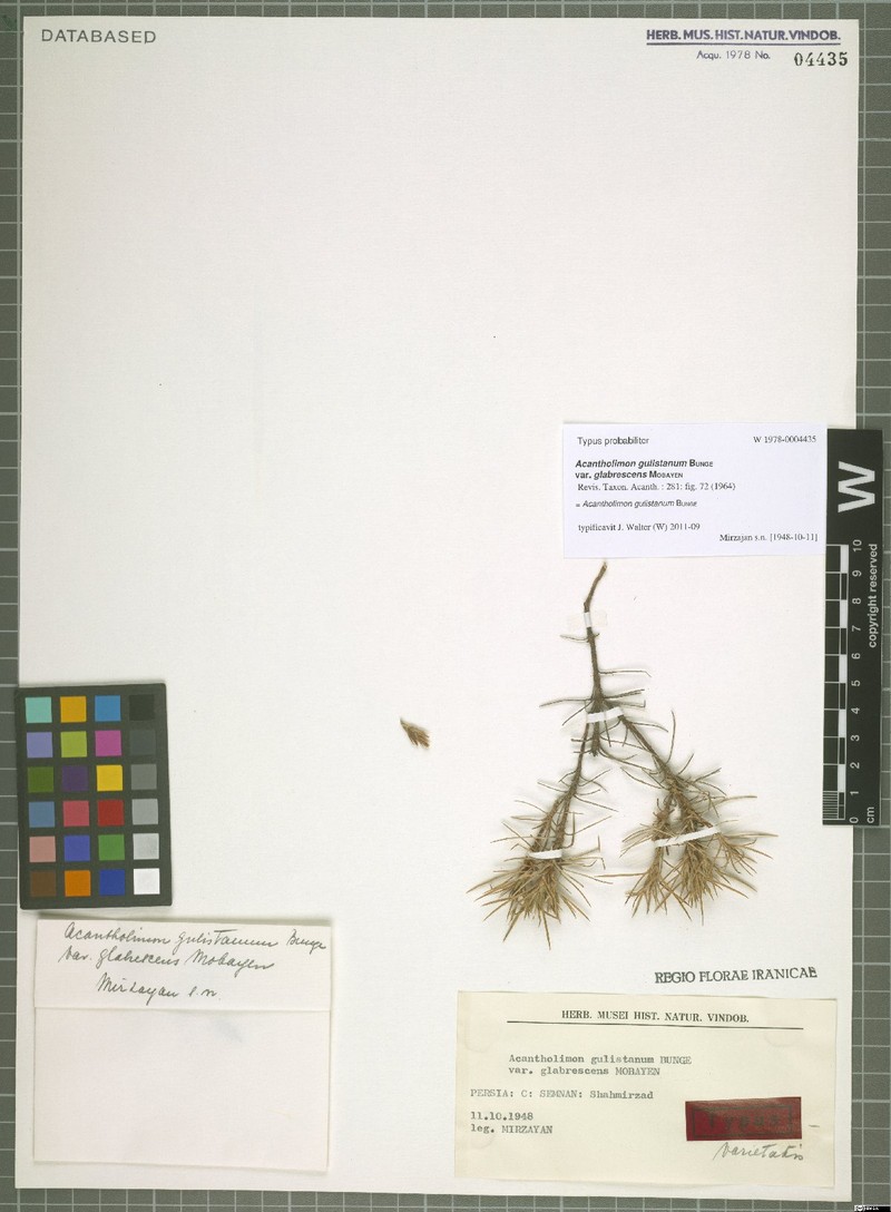 Acantholimon gulistanum