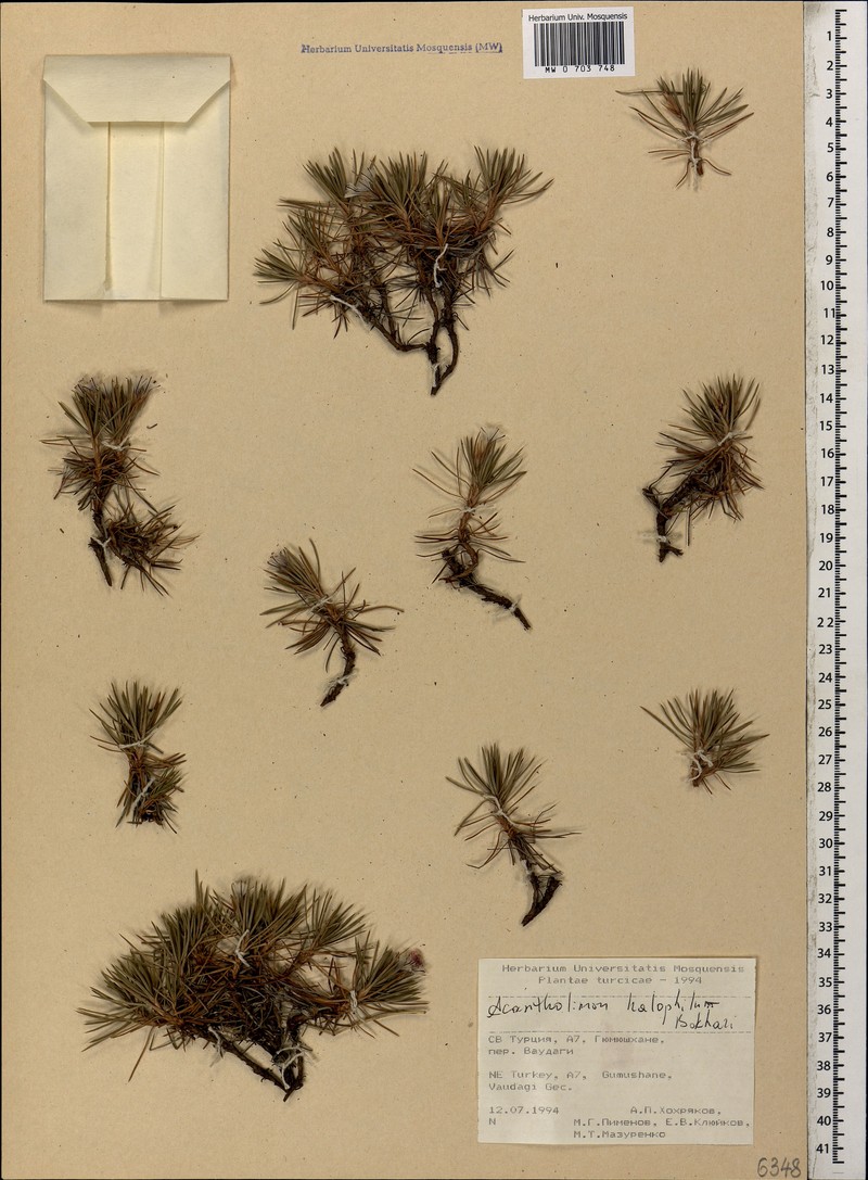 Acantholimon halophilum