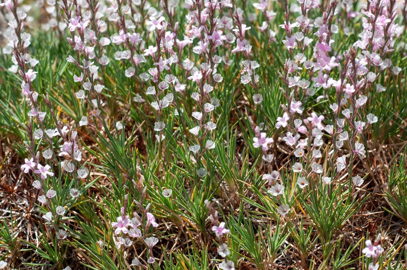 Acantholimon haussknechtii