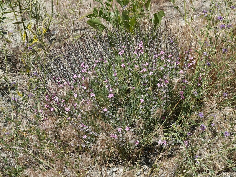 Acantholimon haussknechtii photo 2