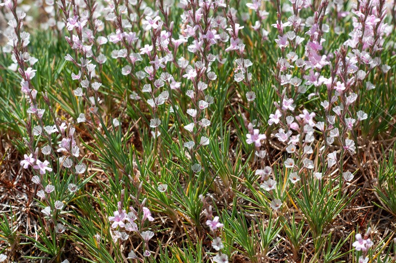 Acantholimon haussknechtii photo 5