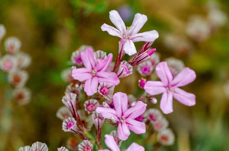 Acantholimon haussknechtii photo 6
