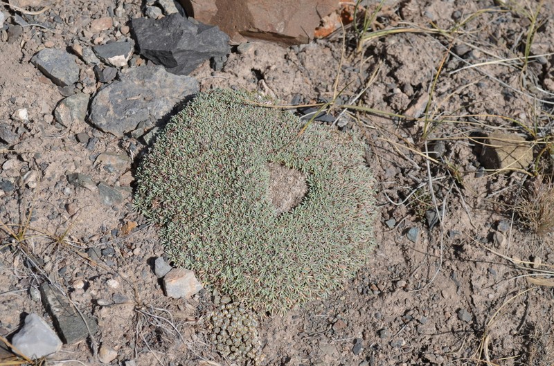 Acantholimon hedinii