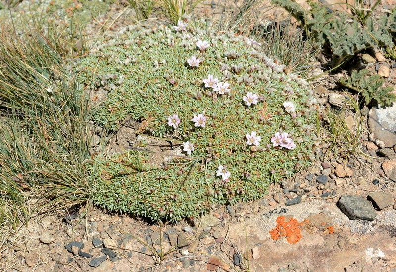 Acantholimon hedinii photo 2