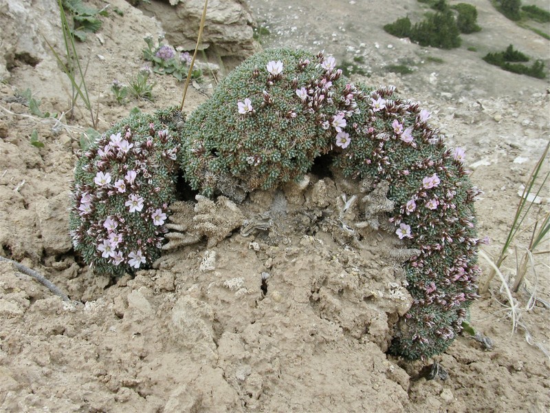 Acantholimon hedinii photo 4