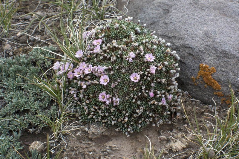 Acantholimon hedinii photo 5