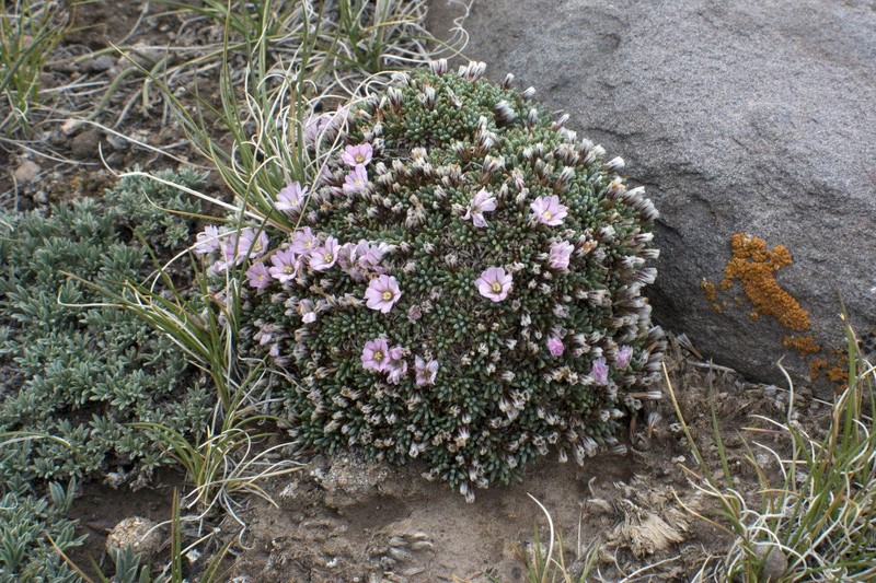 Acantholimon hedinii photo 7