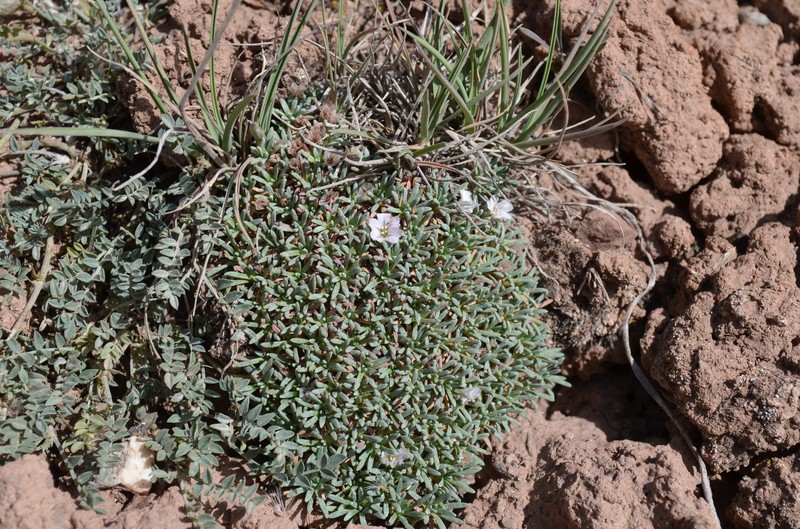 Acantholimon hedinii photo 8