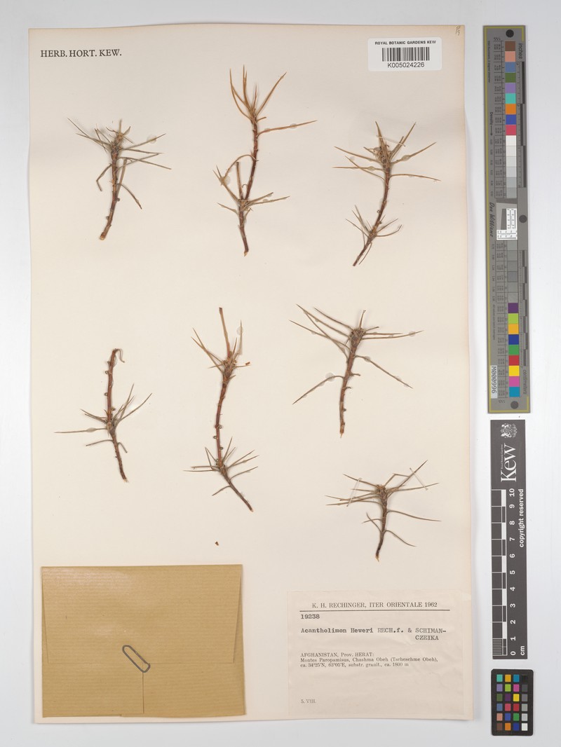 Acantholimon heweri