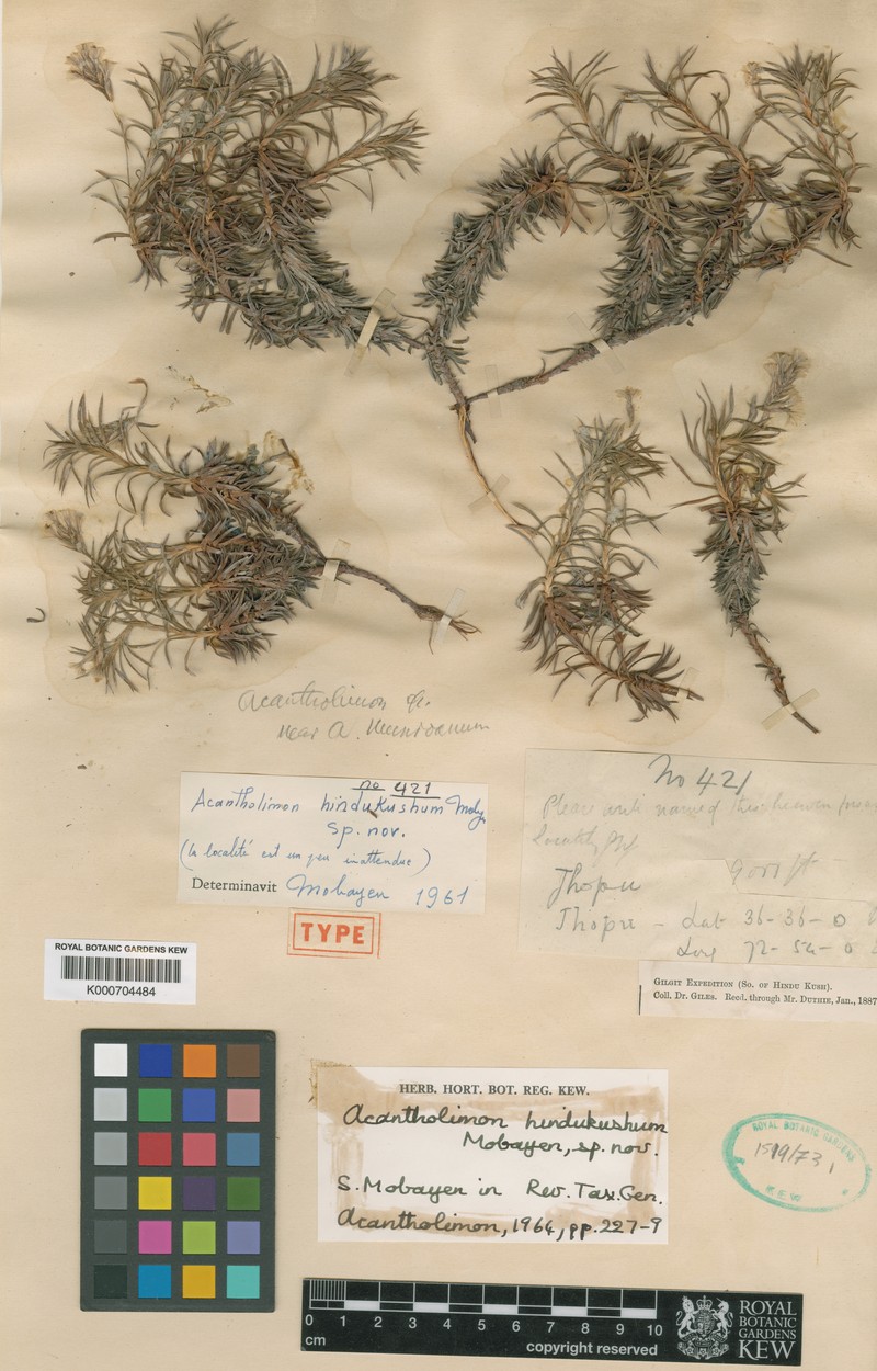 Acantholimon hindukushum photo 2