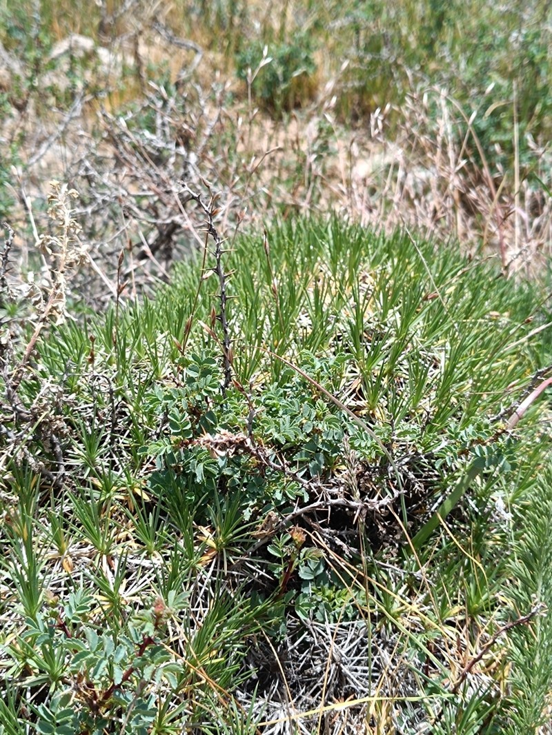 Acantholimon hissaricum