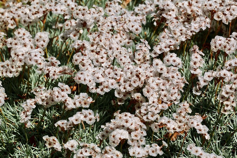 Acantholimon hohenackeri photo 2