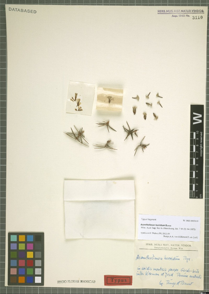 Acantholimon horridum