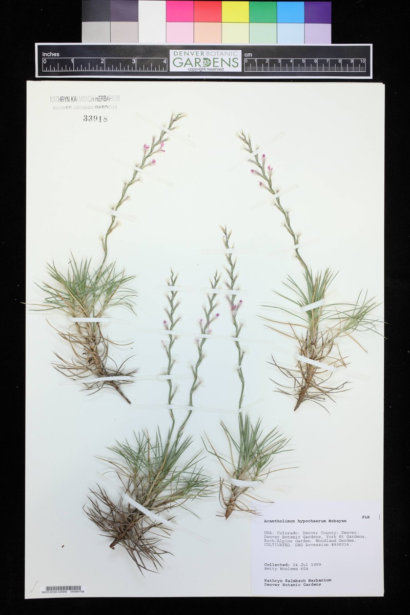 Acantholimon hypochaerum