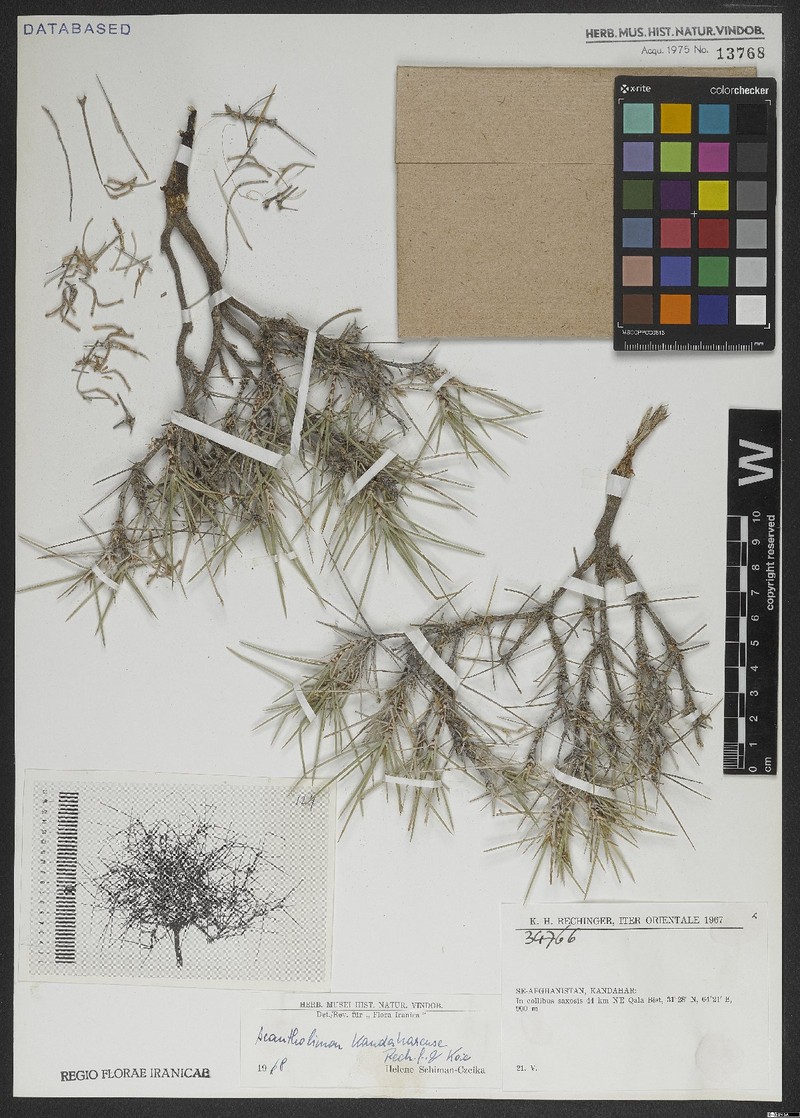 Acantholimon kandaharense