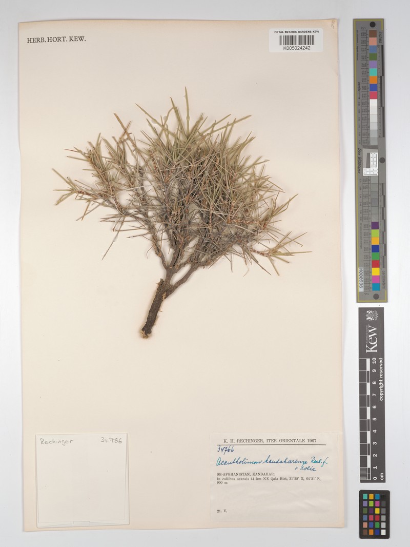 Acantholimon kandaharense photo 2