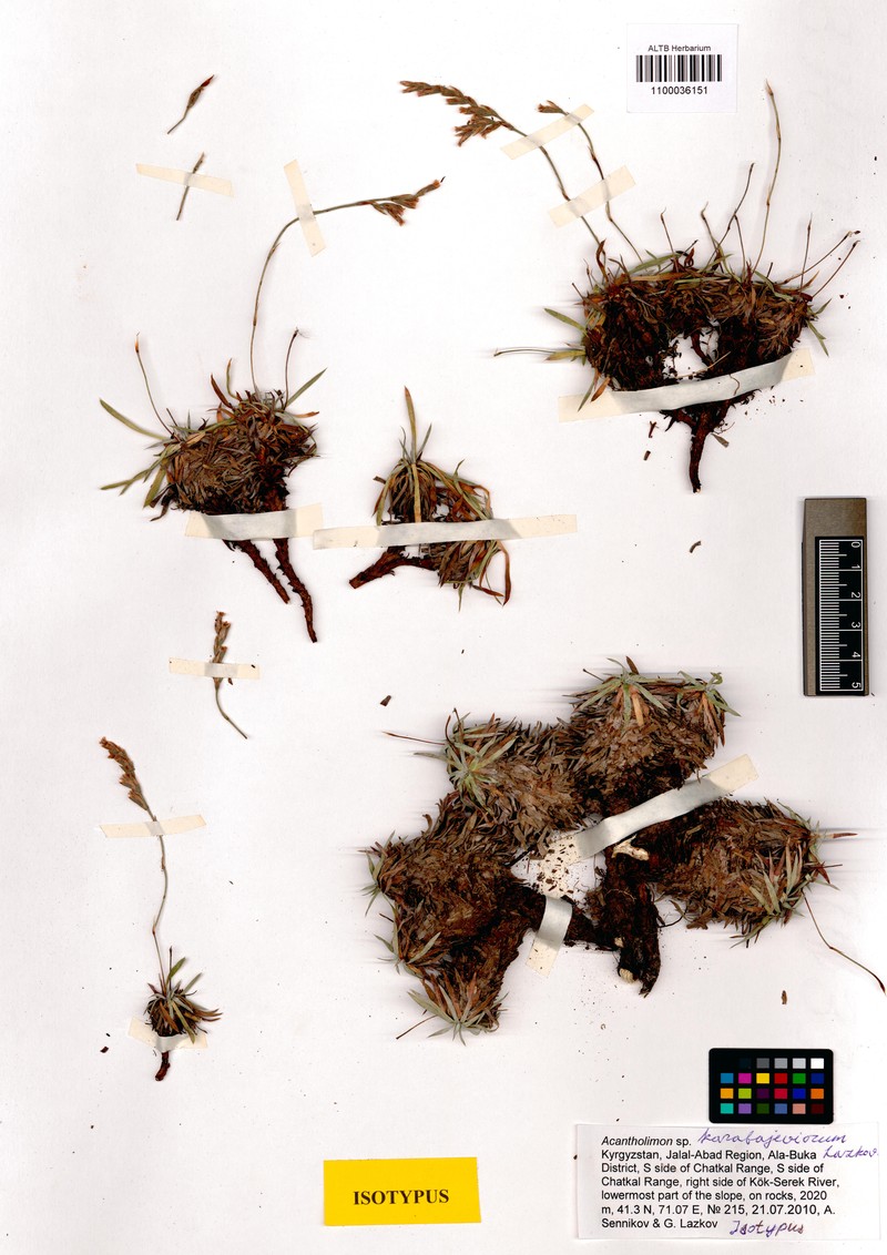Acantholimon karabajeviorum