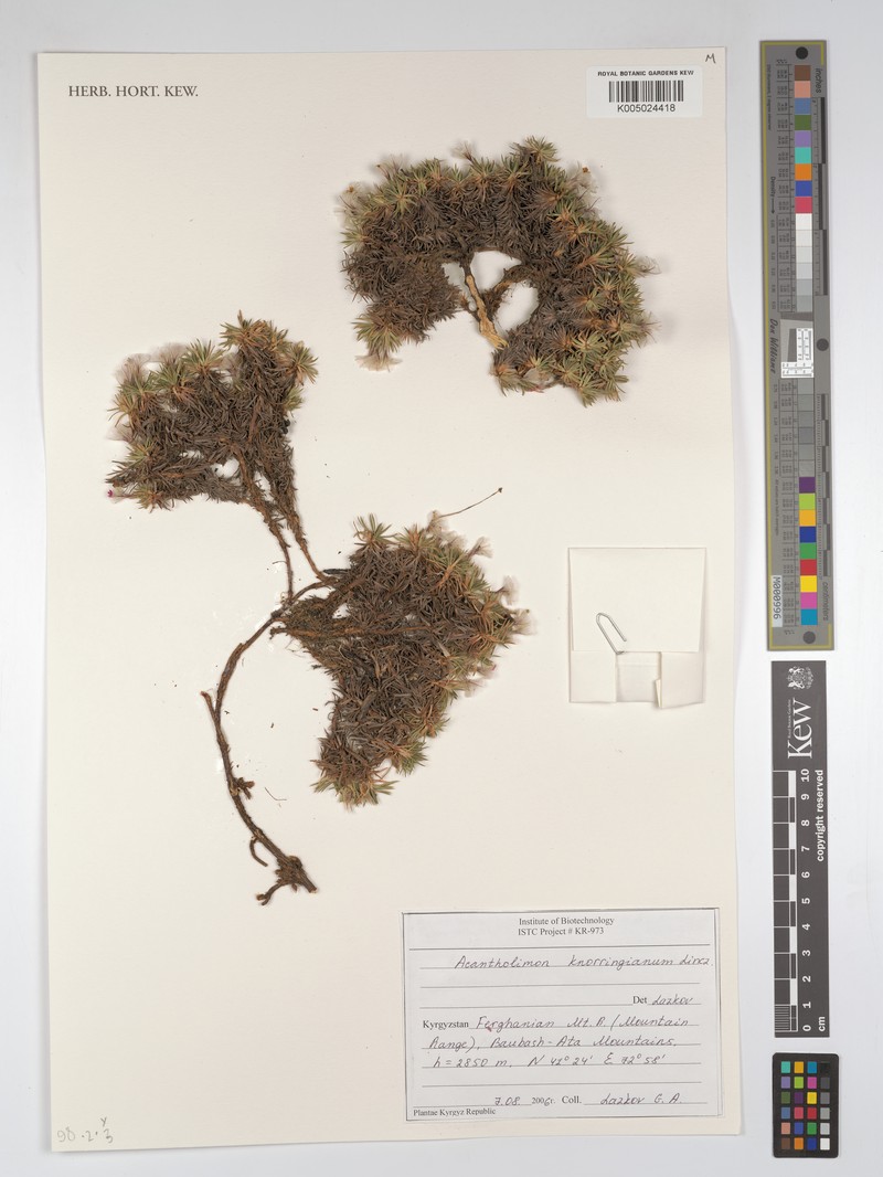 Acantholimon knorringianum