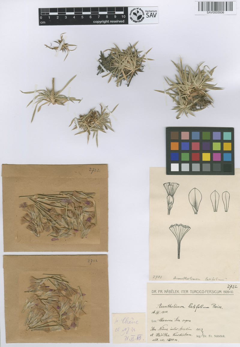 Acantholimon latifolium