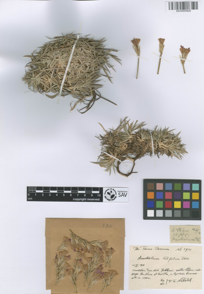 Acantholimon latifolium photo 2