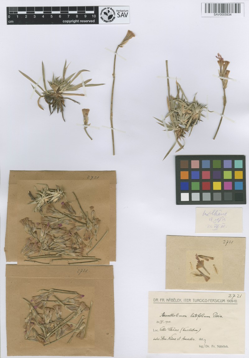 Acantholimon latifolium photo 3