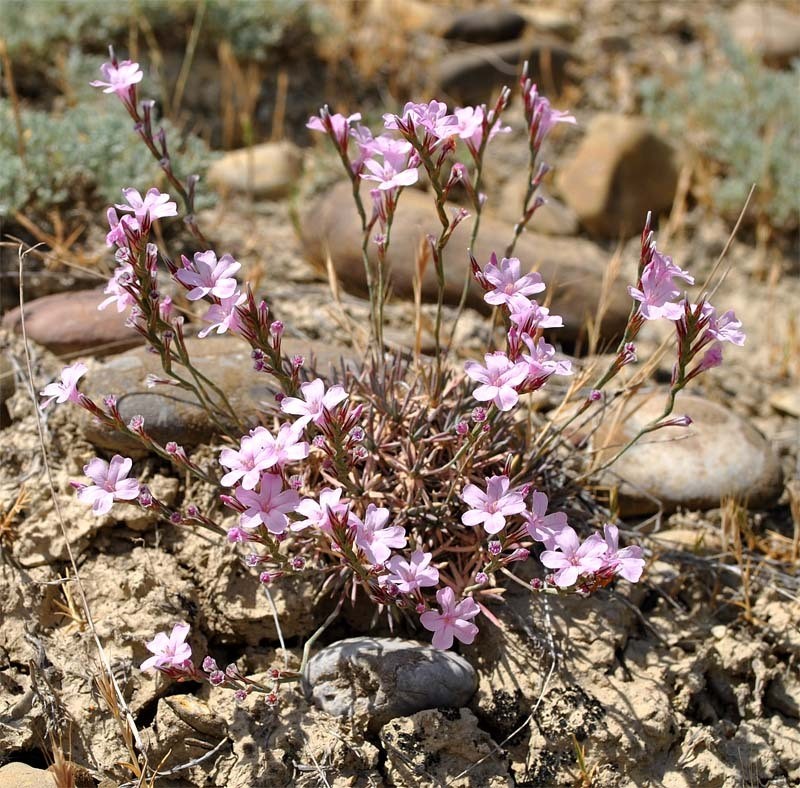 Acantholimon lepturoides photo 2