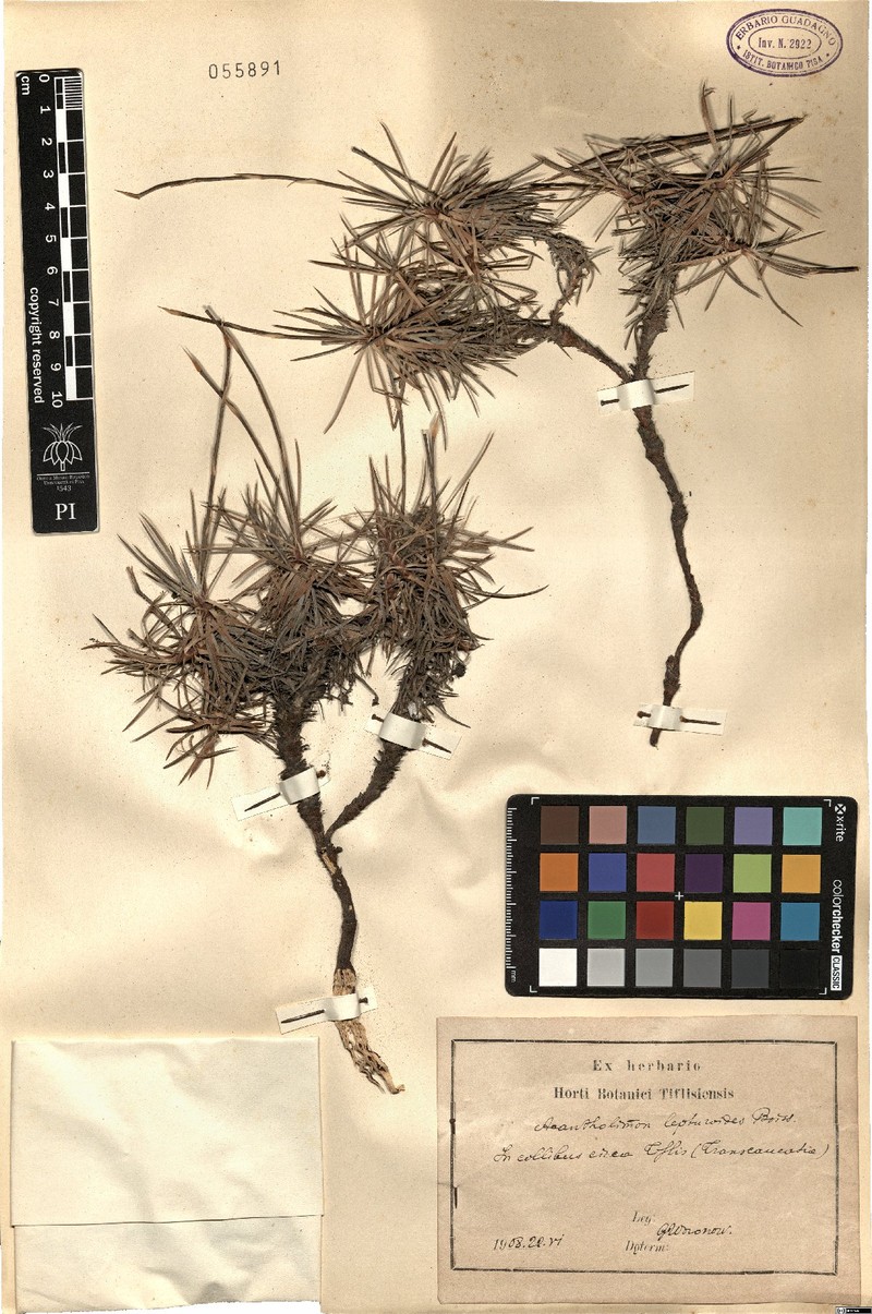 Acantholimon lepturoides photo 3