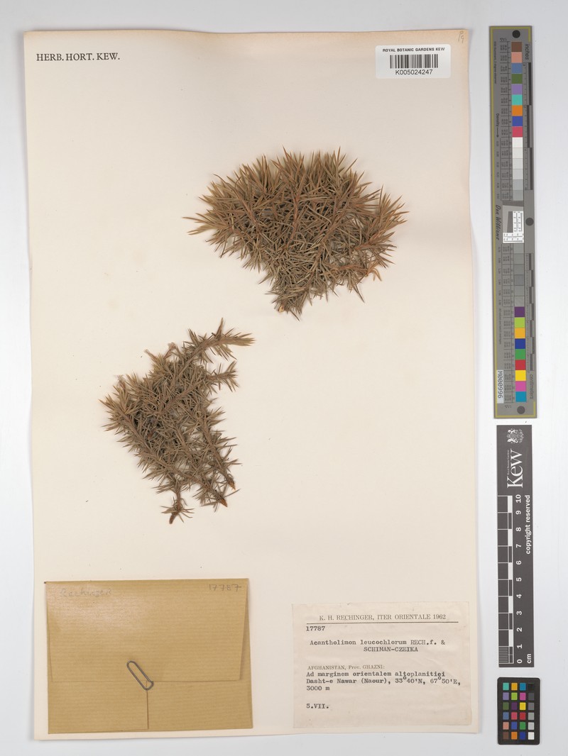 Acantholimon leucochlorum photo 2