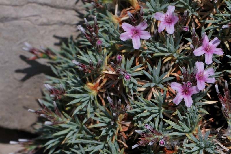 Acantholimon libanoticum