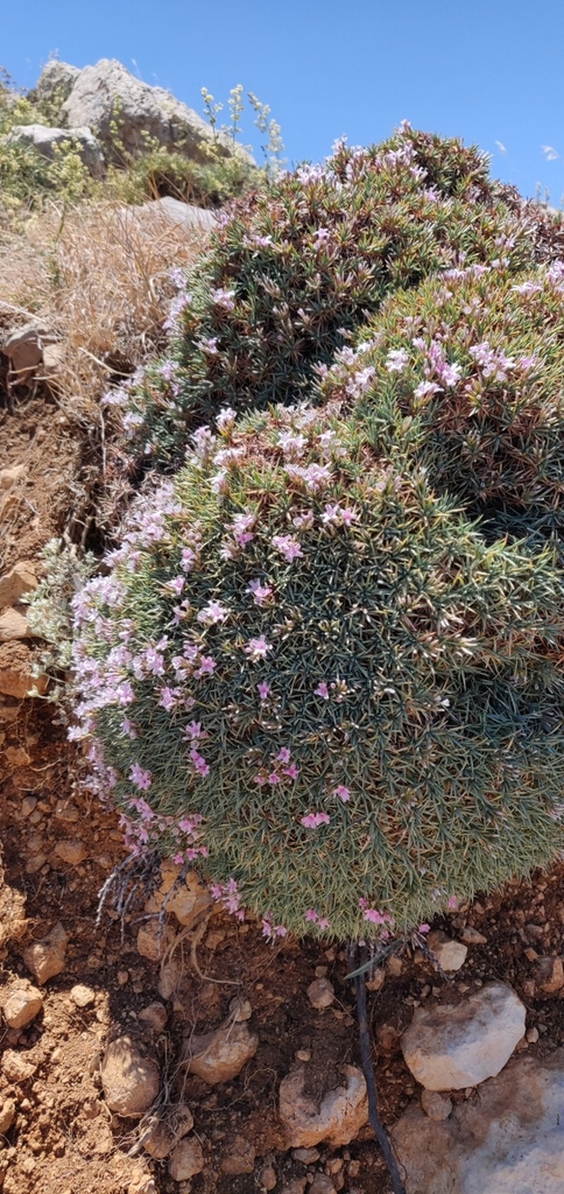 Acantholimon libanoticum photo 2