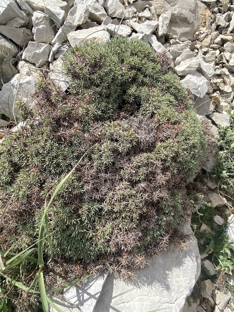 Acantholimon libanoticum photo 3
