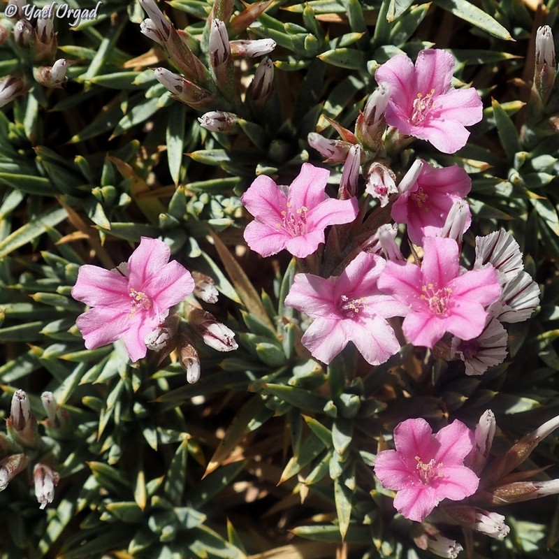 Acantholimon libanoticum photo 4