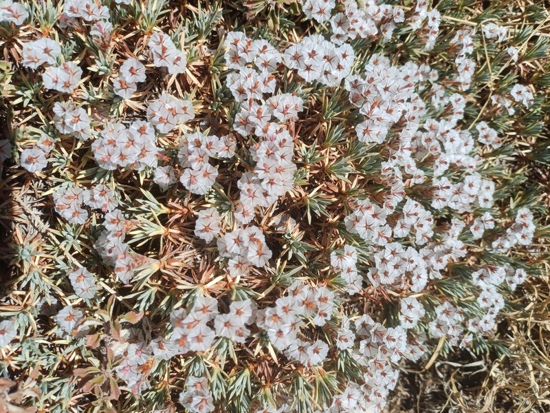 Acantholimon libanoticum photo 5