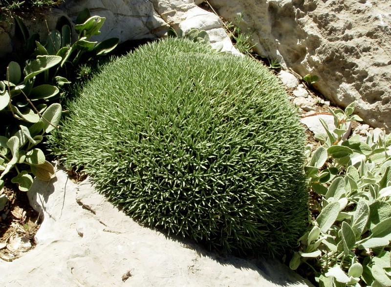 Acantholimon libanoticum photo 6