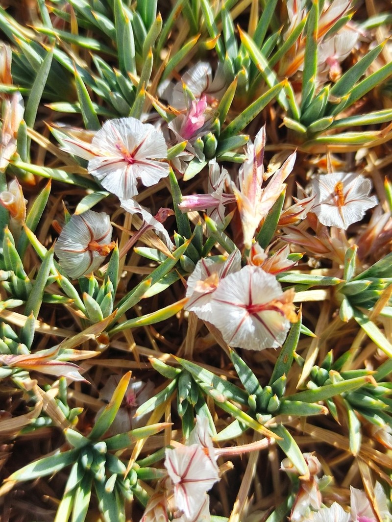 Acantholimon libanoticum photo 7