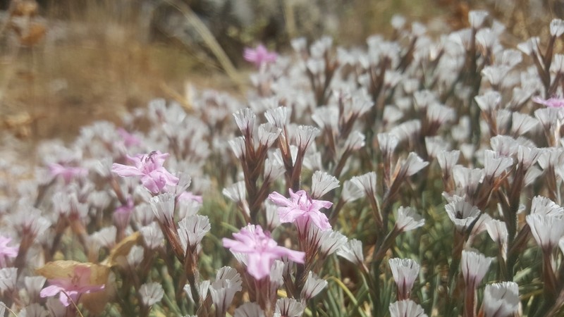 Acantholimon libanoticum photo 8