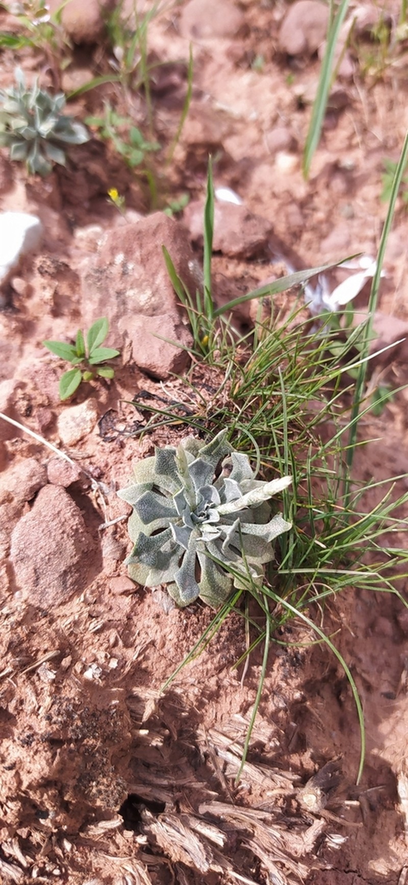 Acantholimon limbatum
