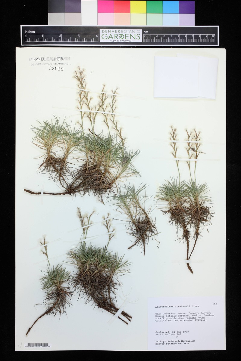 Acantholimon litvinovii photo 2