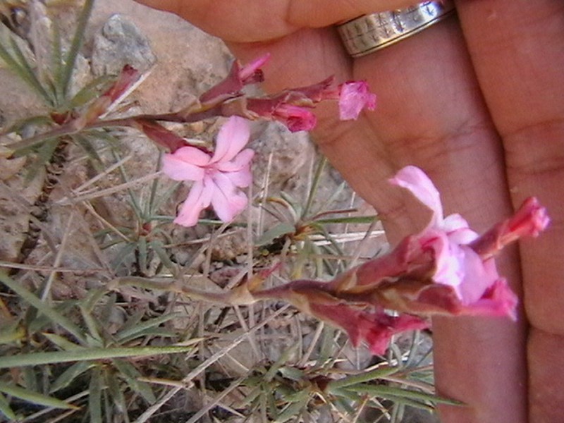 Acantholimon longiflorum