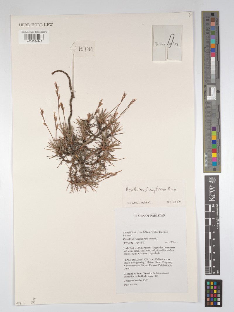 Acantholimon longiflorum photo 3