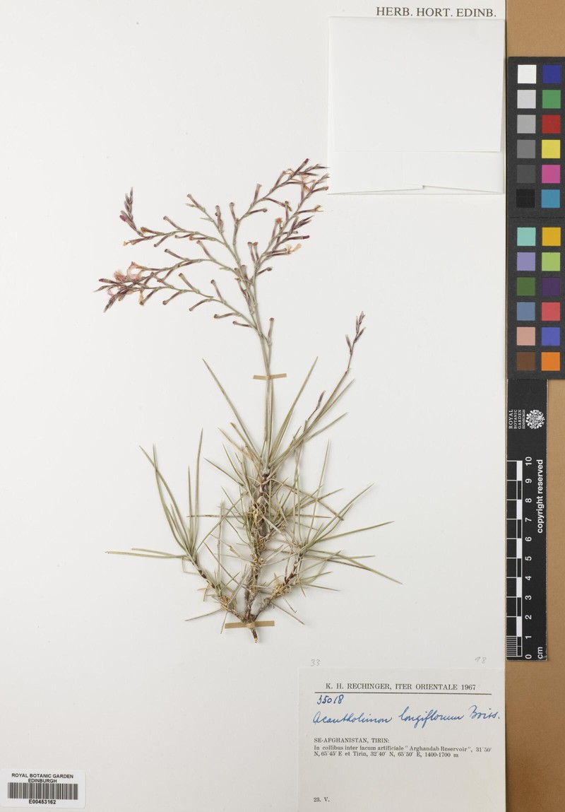 Acantholimon longiflorum photo 4