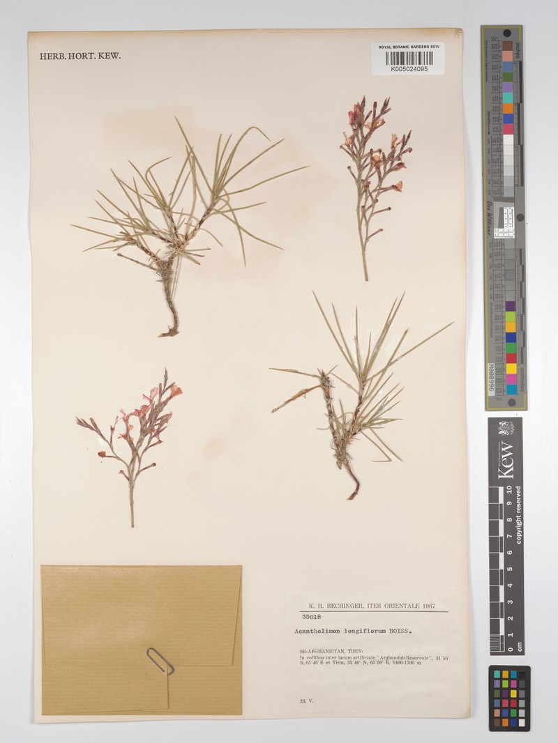 Acantholimon longiflorum photo 5