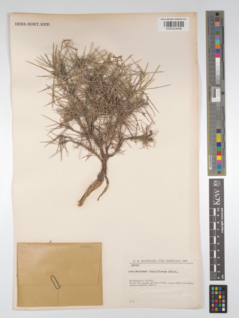 Acantholimon longiflorum photo 6