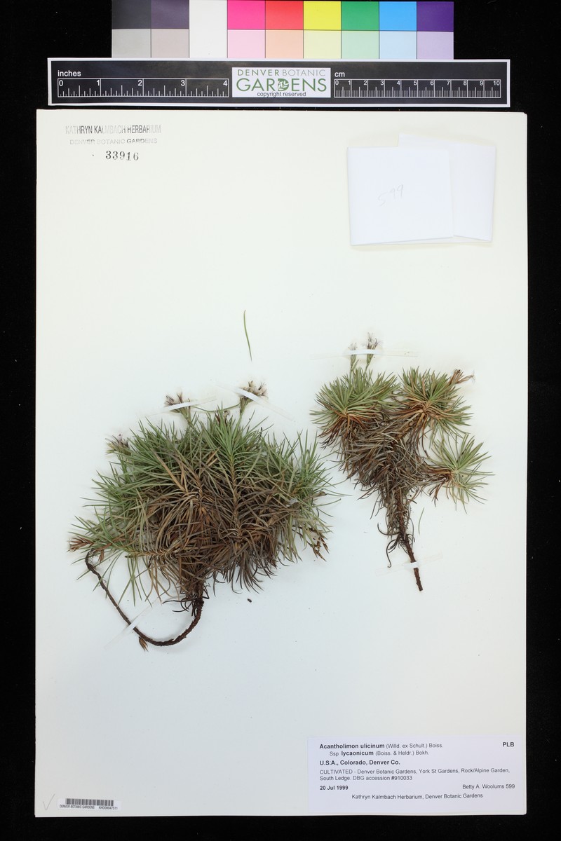 Acantholimon lycaonicum subsp. lycaonicum