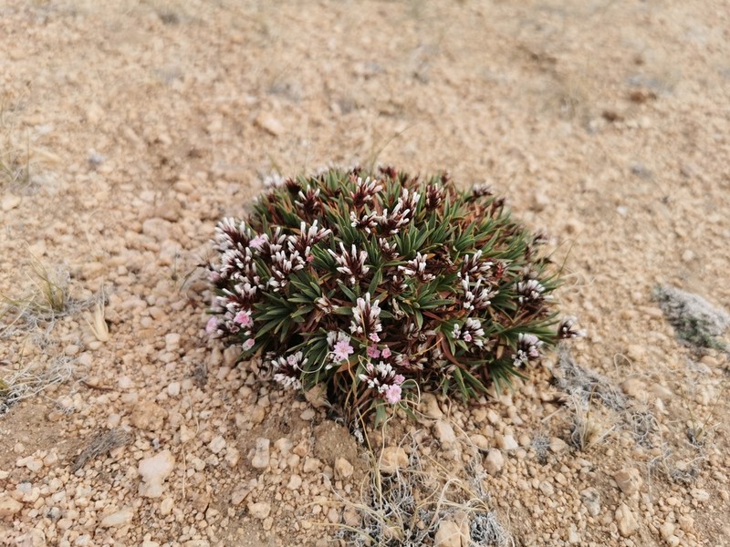 Acantholimon lycopodioides