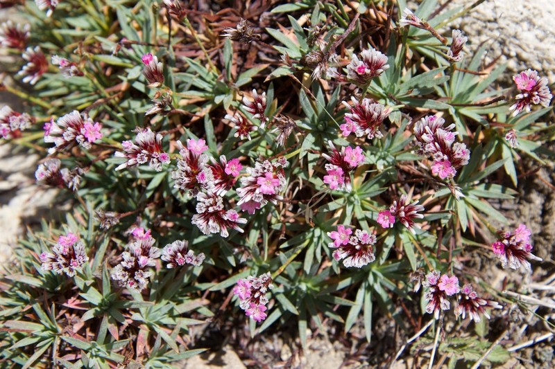 Acantholimon lycopodioides photo 2